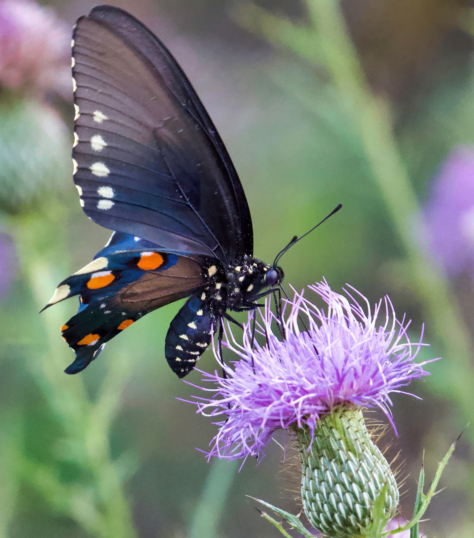 Black Swallowtail on purple coneflower