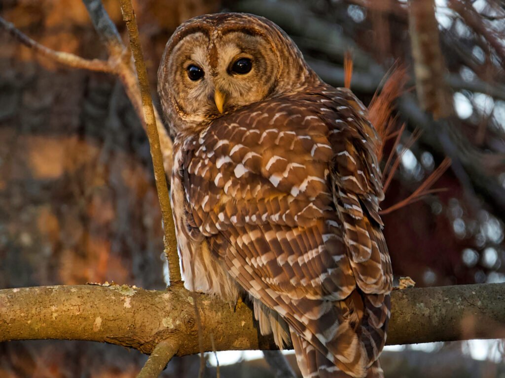 Barred Owl in a White Pine