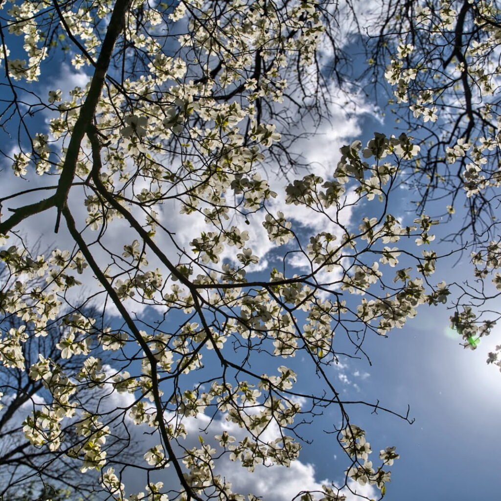 Dogwood bloom