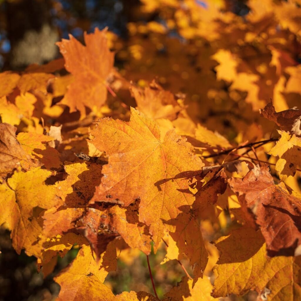 bright maple leaves