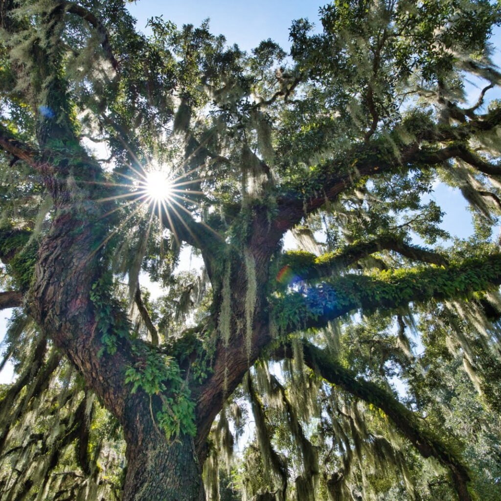 Live Oak Spanish Moss