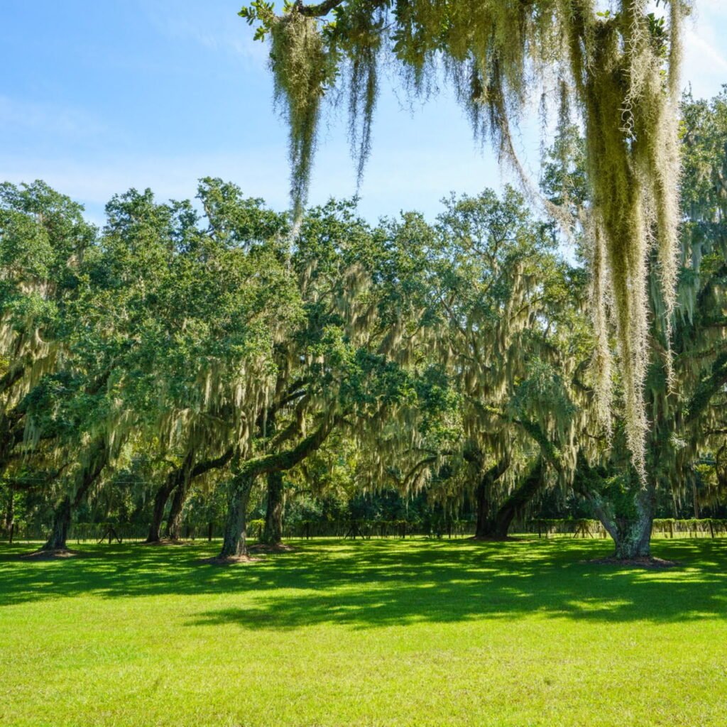 Jekyll island Tree Stand