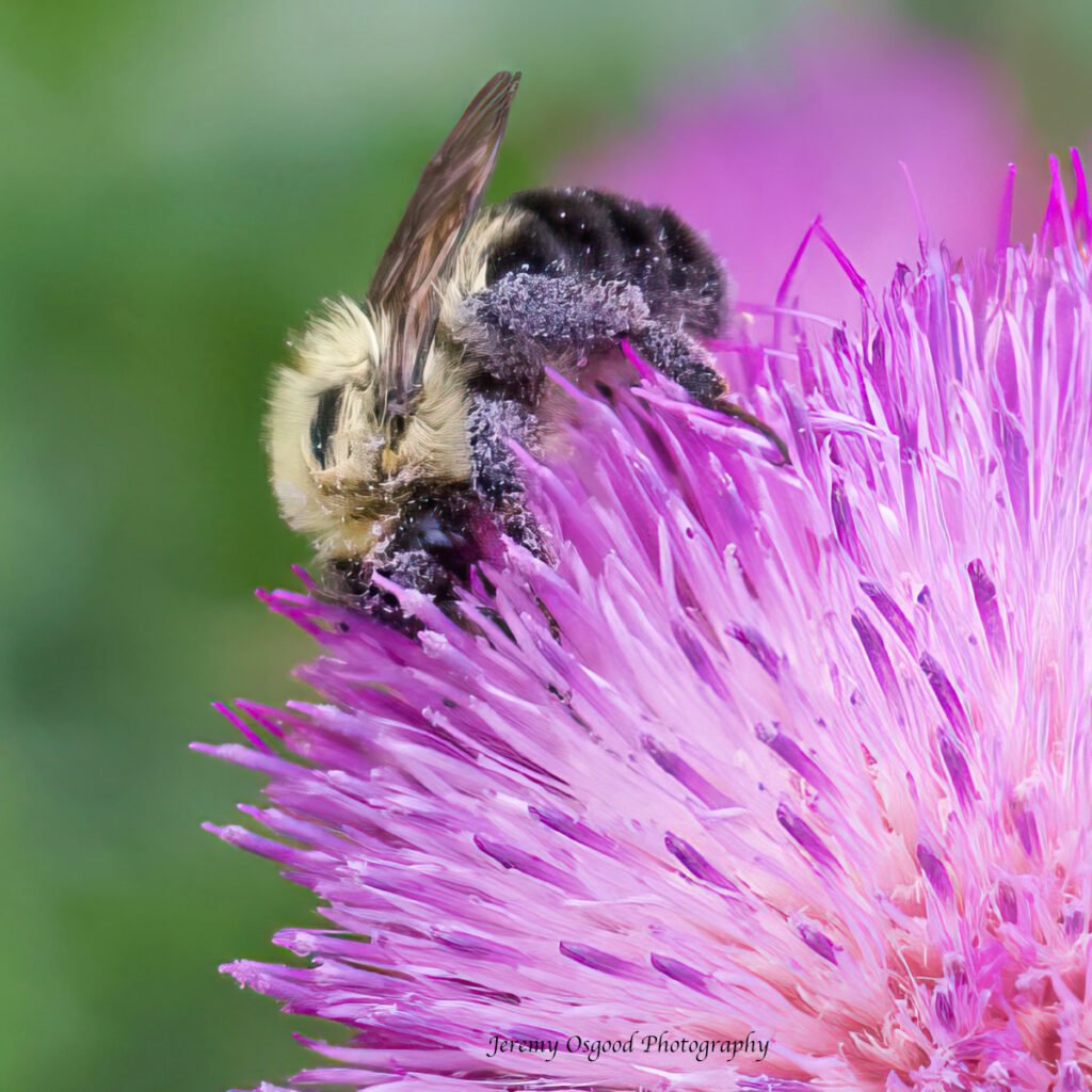 Bee swimming in pollen and nectar