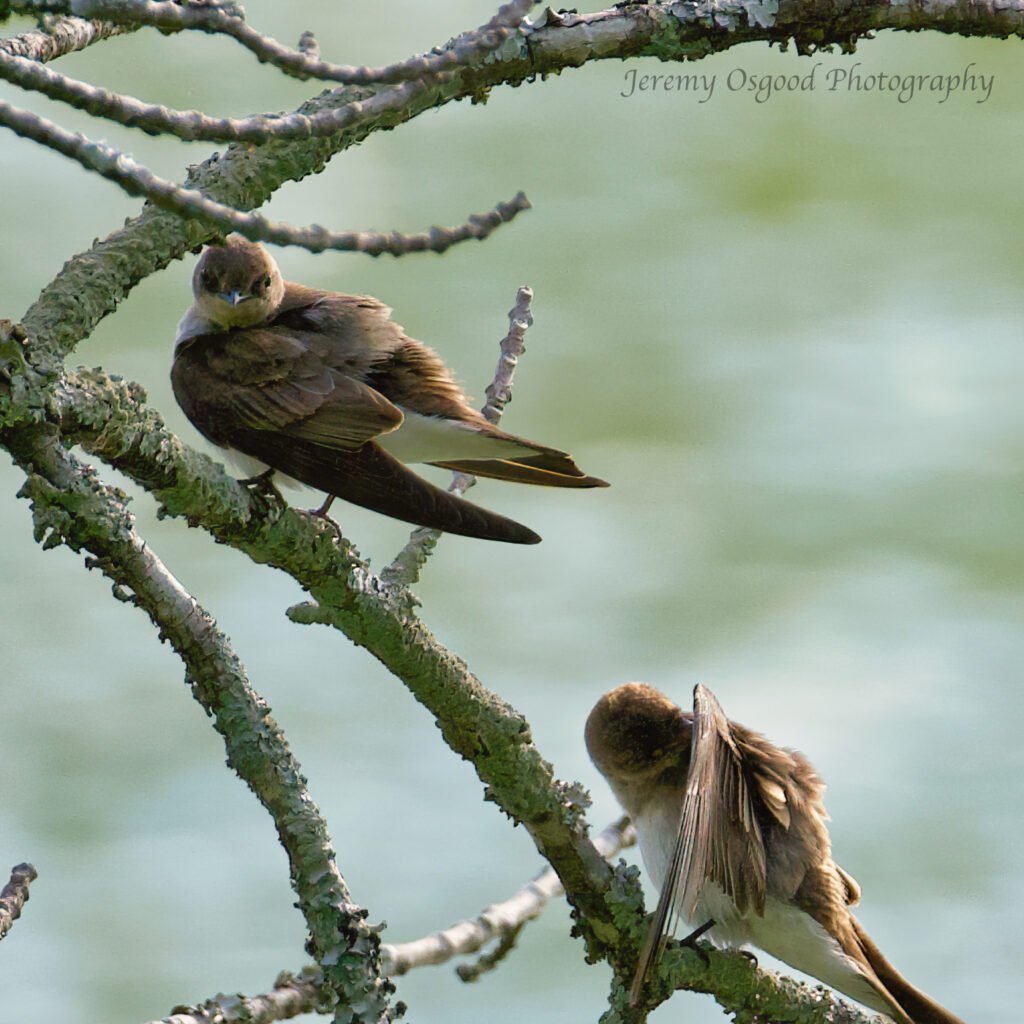 Northern Rough-Winged Swallows