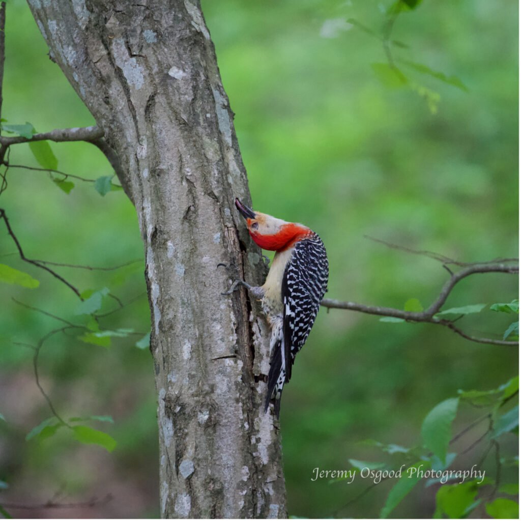 red bellied woodpecker inverted