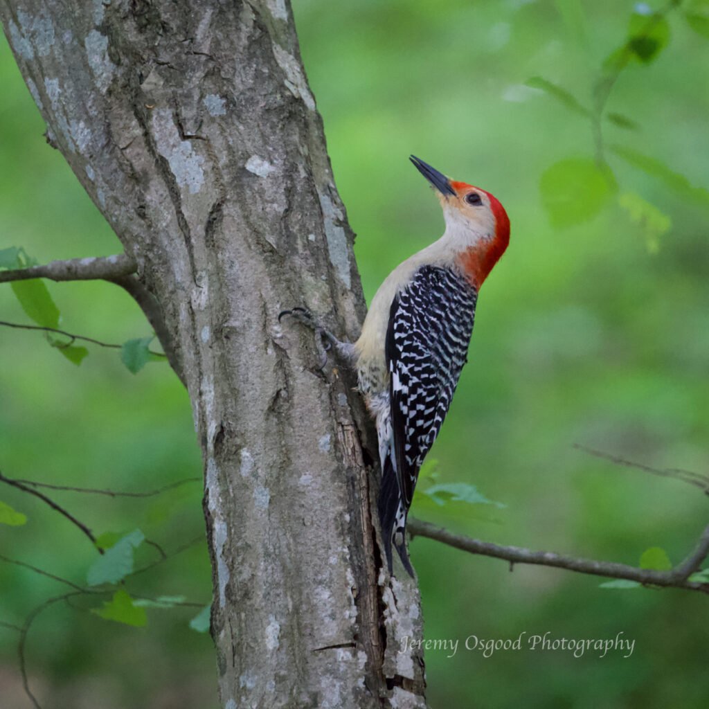 Red-Bellied woodpecker