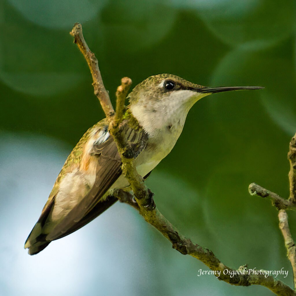 ruby throated hummingbird female