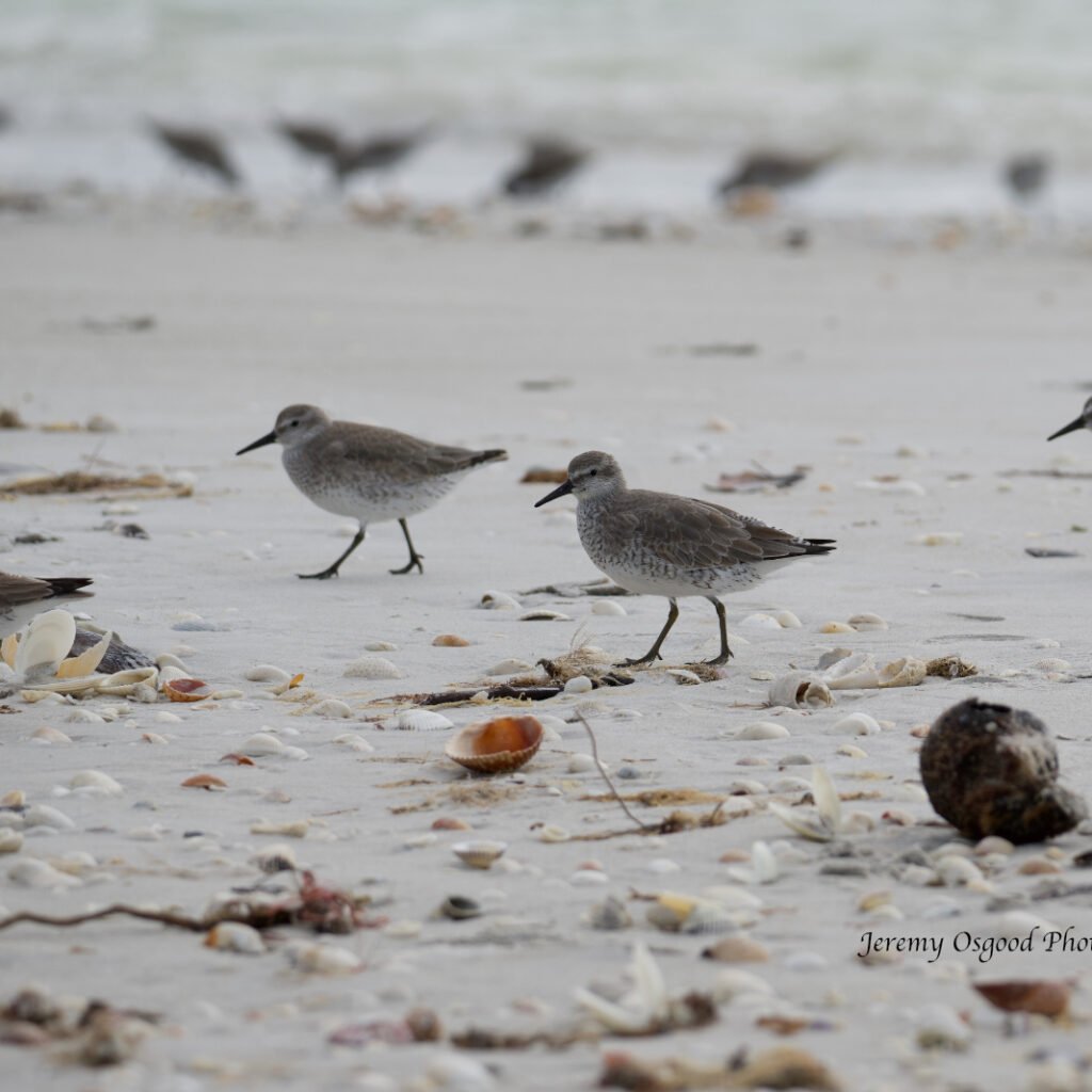 Sandpipers and shells photo