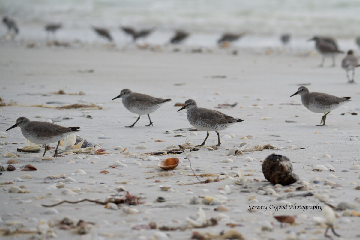 Sandpipers and shells photo