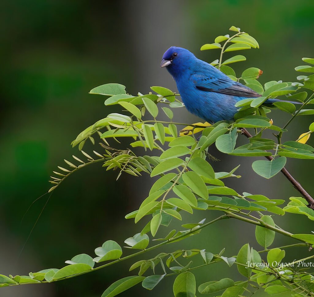 beautiful indigo bunting