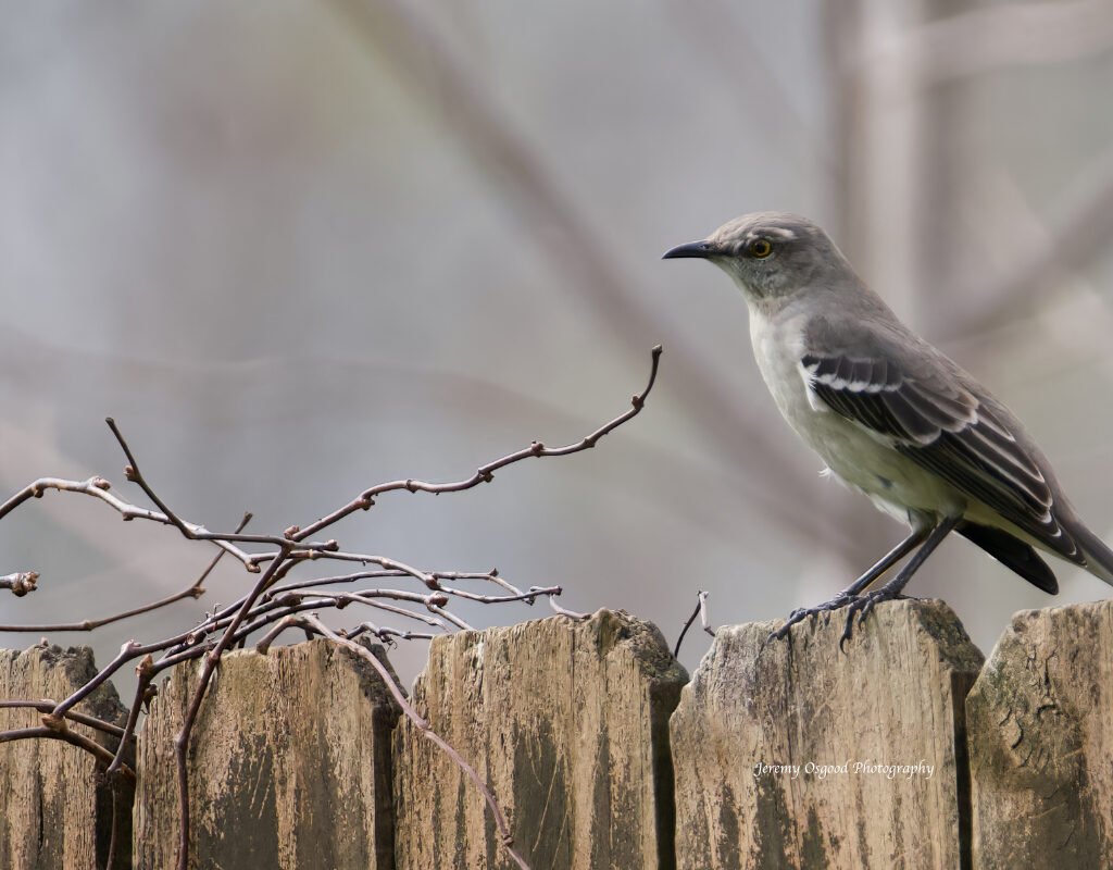 Mockingbird in early spring